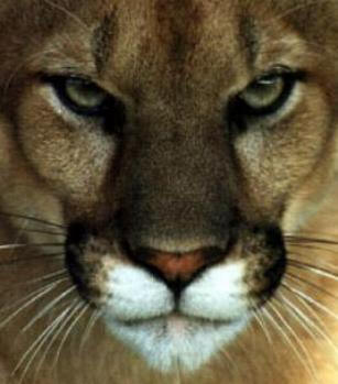 Cougar Face